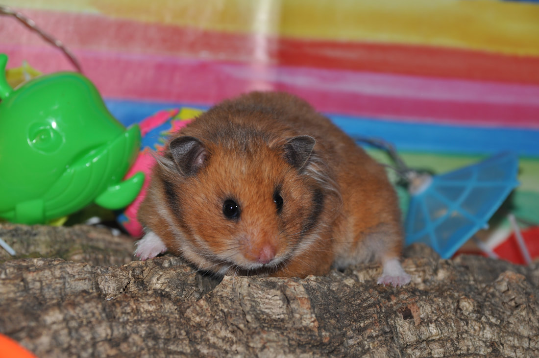 Hamstergehege: Fläche, Einstreu-Tiefe und Laufräder