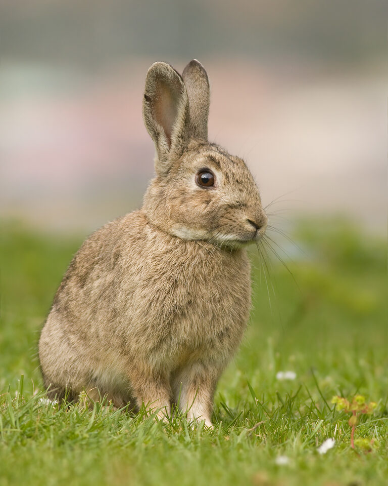 Kaninchen im Grün – Stationsalltag