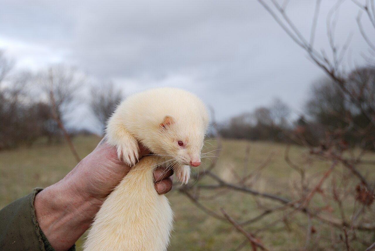 Mika