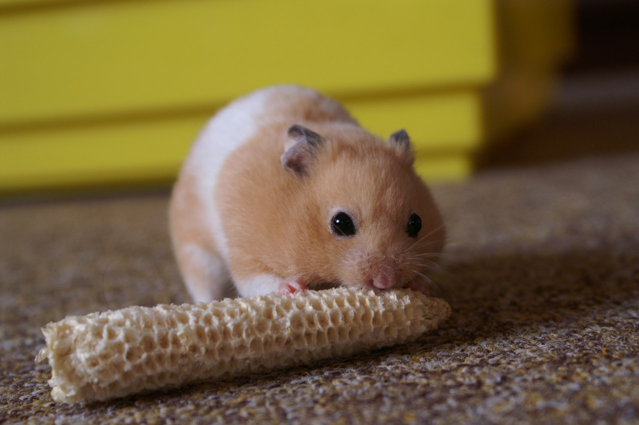Kalle