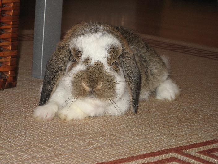 Theo